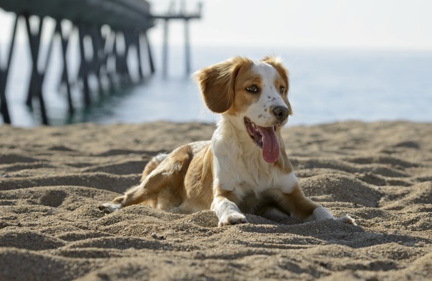 Hund am See