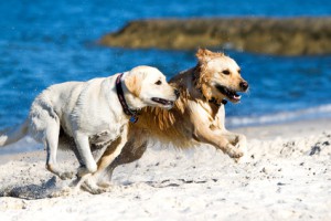 Golden retriever und labrador am Meer