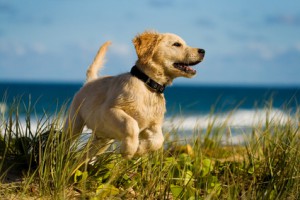 Hund tollt am Strand herum